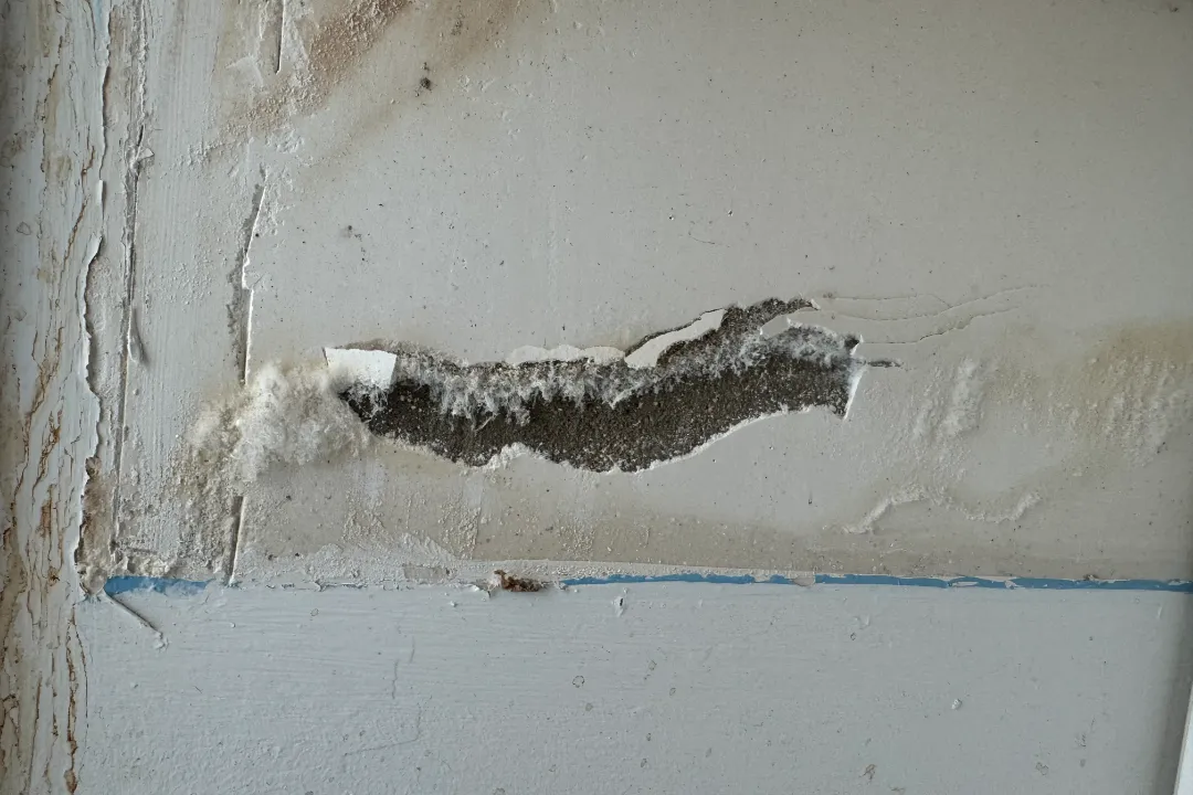 Mould Specialist Sydney